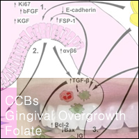 Antihypertensive_CCBs_Folate